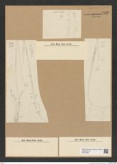 Diatomeae indet. Zeichnungen Sammlung Grunow Nr. 7740 (NHMW-BOT-W0376960)
